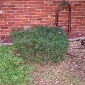 Bush Trimming by Shay's lawn reviewed on August 21, 2025