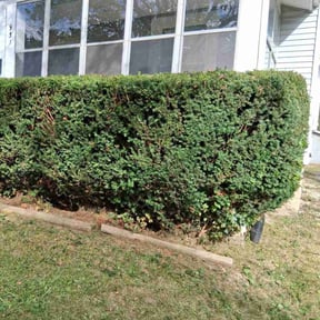 Bush Trimming by Mow Pro reviewed on October 22, 2025