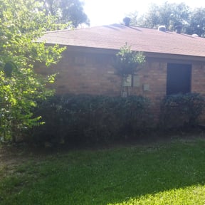 Bush Trimming by Villa Fungi reviewed on August 21, 2025