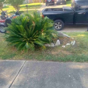 Bush Trimming by Dan&#039;s and Rosa&#039;s Lawn Care Service reviewed on November 9, 2025