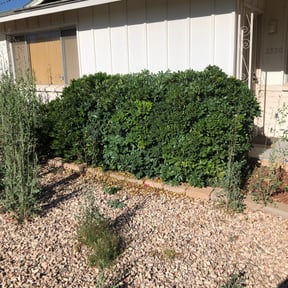Bush Trimming by Forever Green FG LLC reviewed on August 21, 2025