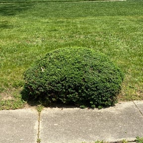 Bush Trimming by Gagnons home maintenance reviewed on November 19, 2025