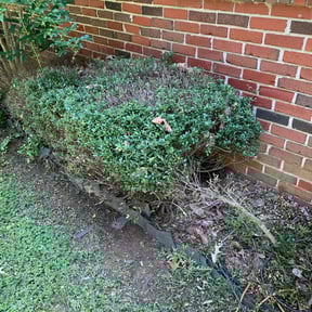 Bush Trimming by Scotton landscaping reviewed on August 18, 2025