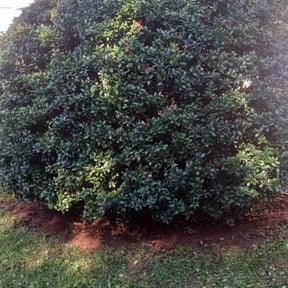 Bush Trimming by Texas Landscape Care reviewed on August 21, 2025