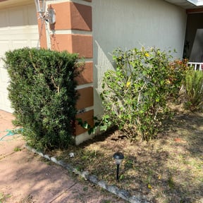 Bush Trimming by Balderas lawn care LLC reviewed on August 21, 2025