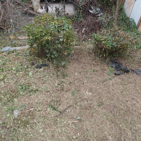 Bush Trimming by Checkmate Before & After Lawn Care Services reviewed on August 15, 2025