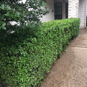Bush Trimming by Roberto Pena reviewed on August 17, 2025