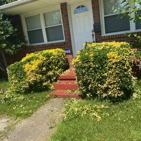 Bush Trimming by Rogelios reviewed on August 21, 2025