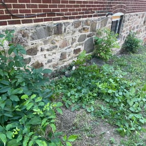 Leaf Removal by Raleigh Lawn Guys reviewed on September 30, 2025