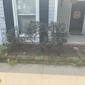 Bush Trimming by JAS Lawn and Hauling Services reviewed on August 19, 2025