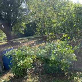 Bush Trimming by Dutka Landscaping LLC reviewed on October 21, 2025