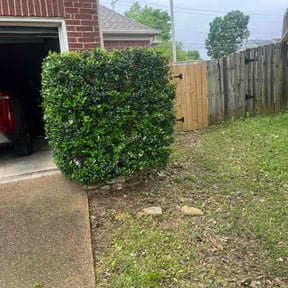 Bush Trimming by Warren B Landscaping and Construction LLC reviewed on August 21, 2025
