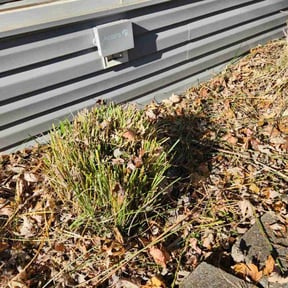 Bush Trimming by Local kid mowing reviewed on August 21, 2025