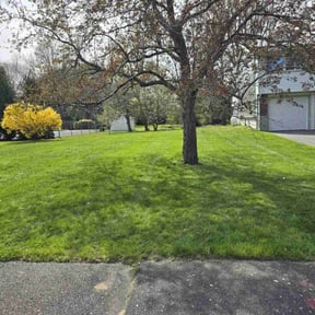 residential landscaping by Carlos Tapia reviewed on August 17, 2025