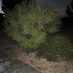 Bush Trimming by KingsBuck outdoor services reviewed on January 6, 2026
