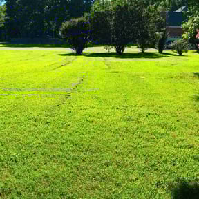 yard work by Top Turf L.L.C reviewed on August 19, 2025