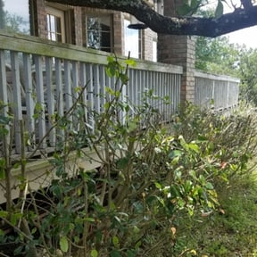 Bush Trimming by Chewys Landscaping reviewed on August 20, 2025