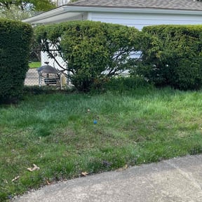 Bush Trimming by Rusted Vine reviewed on August 21, 2025