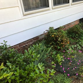 Bush Trimming by Dortch lawn care reviewed on August 16, 2025
