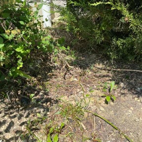 Flower Bed Weeding by Top Turf L.L.C reviewed on August 15, 2025