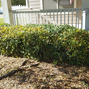 Bush Trimming by Moncuin Creek Lawn Care LLC reviewed on August 17, 2025