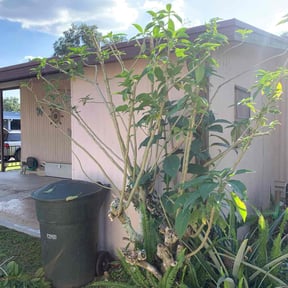 Bush Trimming by Holland Lawn and Home Services reviewed on August 16, 2025