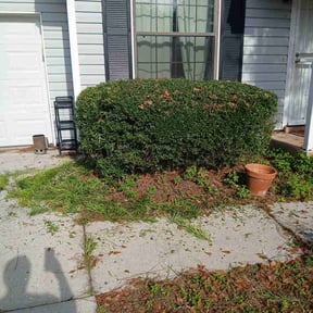 Bush Trimming by Jero's Landscape reviewed on November 27, 2025
