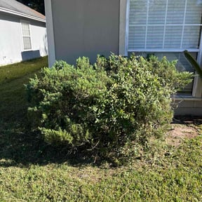 Bush Trimming by C L O V E R reviewed on December 3, 2025