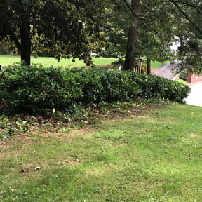 Bush Trimming by V&E Landscaping and Lawn Care.... reviewed on August 15, 2025