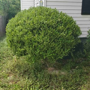 Bush Trimming by Scott Bensing Lawn Care reviewed on August 19, 2025
