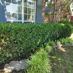 Bush Trimming by 4 Seasons Landscape LLC reviewed on August 15, 2025