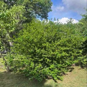 Bush Trimming by EcoBlade Lawn Care reviewed on August 5, 2026