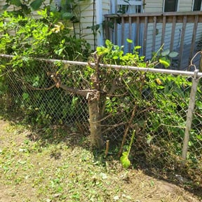 Bush Trimming by Shear Guardians Lawn Service reviewed on August 15, 2025