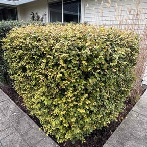 Bush Trimming by A1 Cuts reviewed on April 5, 2026