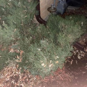 Bush Trimming by Carter's Lawn Care reviewed on August 19, 2025