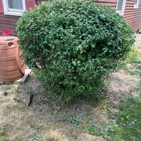 Bush Trimming by Hermitage Lawn Care reviewed on August 14, 2025