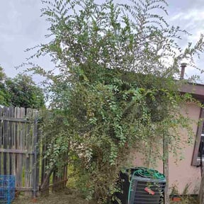 Bush Trimming by Adkins Landscapes reviewed on October 18, 2025