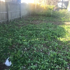 Bush Trimming by B and M Murillo Gardening Service reviewed on August 20, 2025