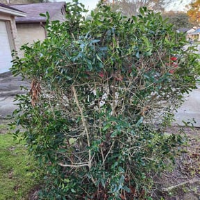 Bush Trimming by Mendoza landscaping reviewed on August 20, 2025