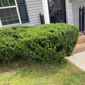 Bush Trimming by My Dad Can reviewed on August 16, 2025