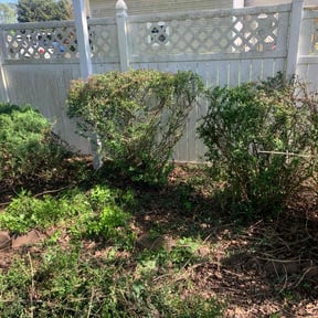 Bush Trimming by H&S Landscaping and Design reviewed on August 15, 2025
