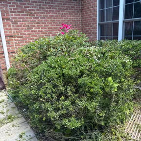 Bush Trimming by Top Notch Lawn Care& MAINTENCE reviewed on August 16, 2025