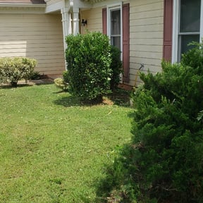 Bush Trimming by Stoy’s lawn care reviewed on August 18, 2025