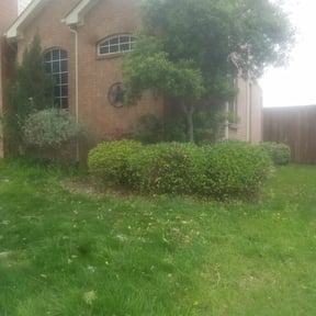 Bush Trimming by CDLandscapingFL reviewed on August 19, 2025