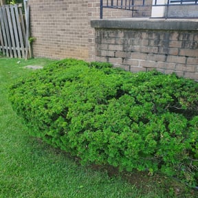 Bush Trimming by Rivera and Son's Services reviewed on August 16, 2025