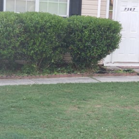 Bush Trimming by Wesleybrother lawn care reviewed on August 21, 2025