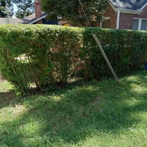 Bush Trimming by Dave's handyman services reviewed on August 17, 2025