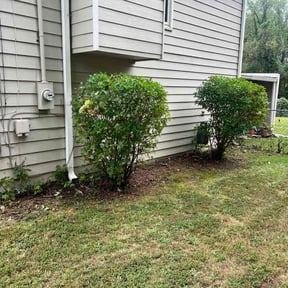 Bush Trimming by Babcock Enterprises LLC reviewed on November 18, 2025