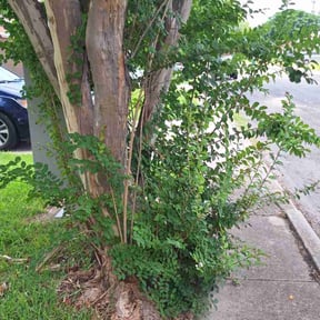 Bush Trimming by Tikitiki Garden Service reviewed on August 18, 2025