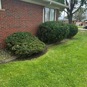 Bush Trimming by Gary Wright landscaping reviewed on August 15, 2025